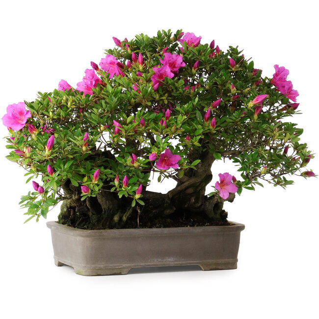 Rhododendron indicum Takasago, 40 cm, ± 25 ans