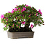 Rhododendron indicum Takasago, 40 cm, ± 25 jaar oud