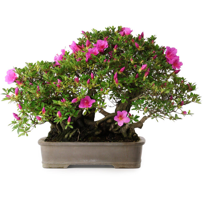 Rhododendron indicum Takasago, 40 cm, ± 25 jaar oud