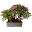 Rhododendron indicum Takasago, 40 cm, ± 25 jaar oud
