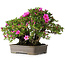 Rhododendron indicum Takasago, 40 cm, ± 25 jaar oud