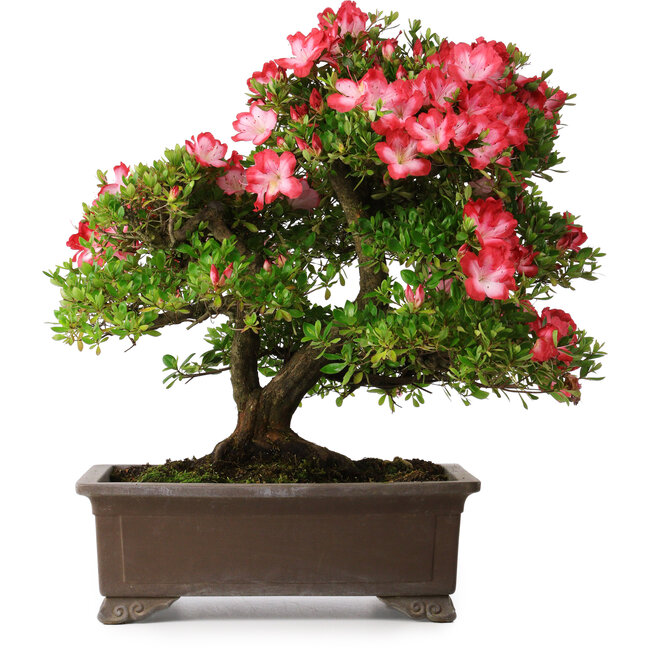 Rhododendron indicum Shuchuka, 55 cm, ± 25 Jahre alt, mit einem Nebari von 19,5 cm