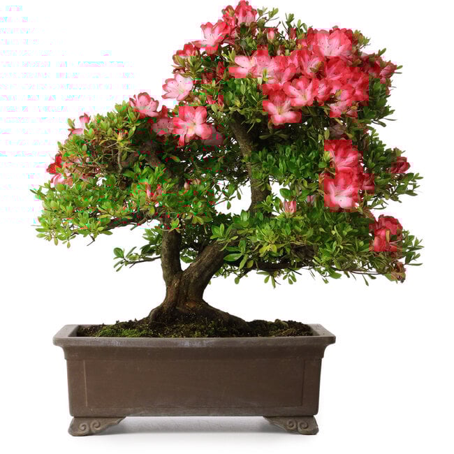 Rhododendron indicum Shuchuka, 55 cm, ± 25 years old, with a nebari of 19,5 cm