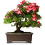 Rhododendron indicum Shuchuka, 55 cm, ± 25 anni, con un nebari di 19,5 cm