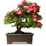 Rhododendron indicum Shuchuka, 55 cm, ± 25 years old, with a nebari of 19,5 cm