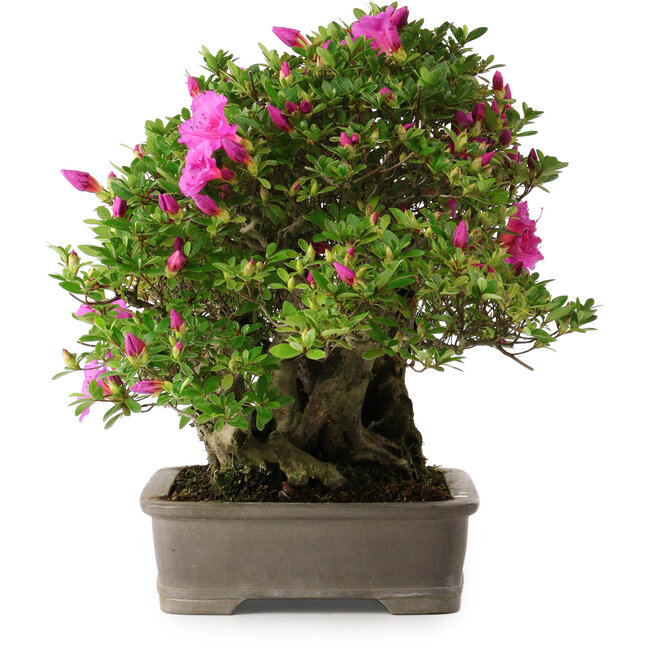 Rhododendron indicum Takasago, 40 cm, ± 25 years old