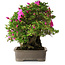 Rhododendron indicum Takasago, 40 cm, ± 25 jaar oud