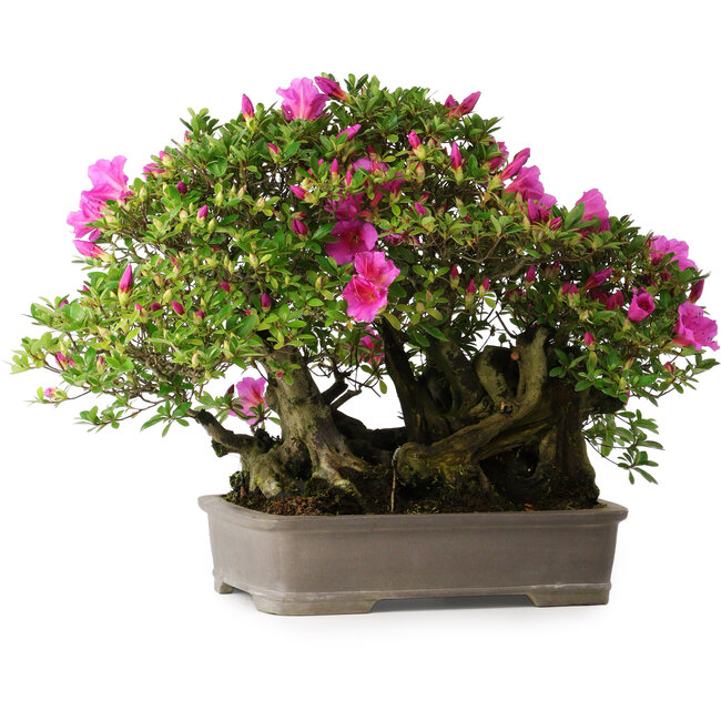 Rhododendron indicum Takasago, 40 cm, ± 25 Jahre alt