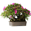 Rhododendron indicum Takasago, 40 cm, ± 25 ans