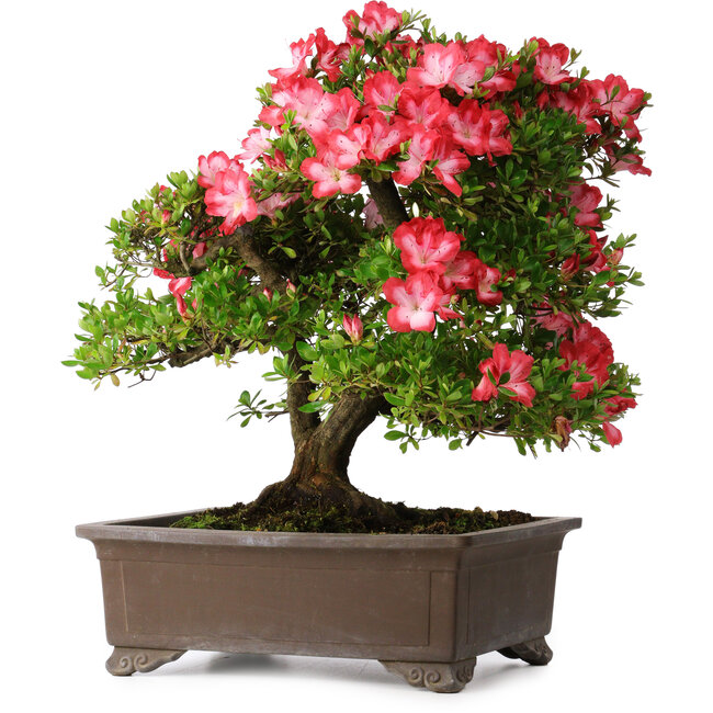 Rhododendron indicum Shuchuka, 55 cm, ± 25 ans, avec un nebari de 19,5 cm