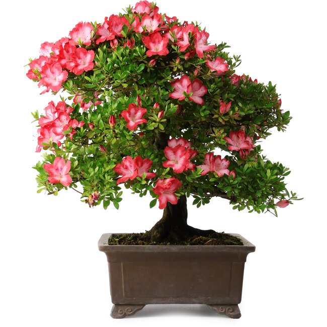 Rhododendron indicum Shuchuka, 55 cm, ± 25 years old, with a nebari of 19,5 cm
