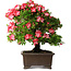 Rhododendron indicum Shuchuka, 55 cm, ± 25 jaar oud, met een nebari van 19,5 cm