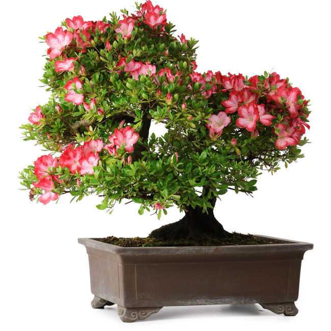 Rhododendron indicum Shuchuka, 55 cm, ± 25 anni, con un nebari di 19,5 cm