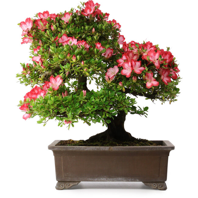 Rhododendron indicum Shuchuka, 55 cm, ± 25 years old, with a nebari of 19,5 cm
