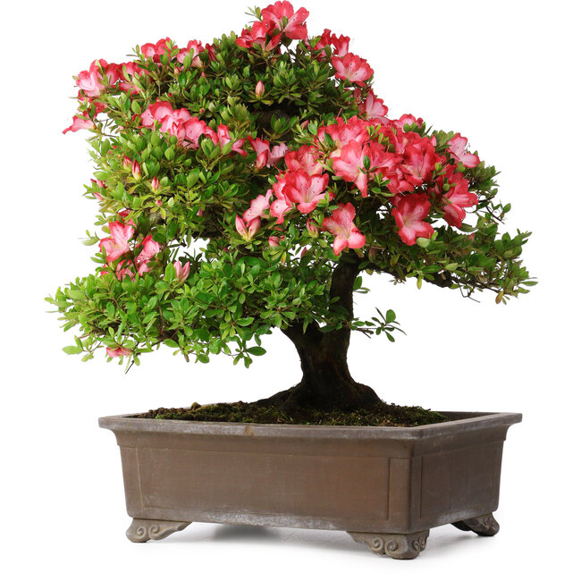 Rhododendron indicum Shuchuka, 55 cm, ± 25 jaar oud, met een nebari van 19,5 cm
