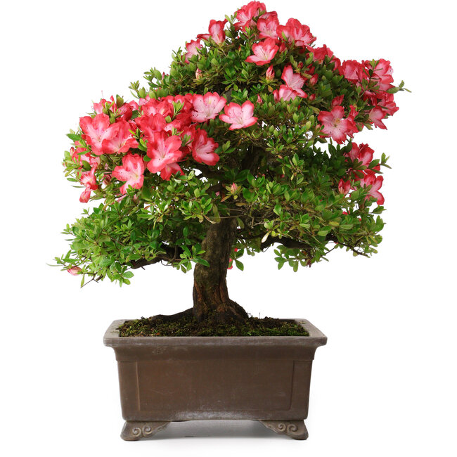 Rhododendron indicum Shuchuka, 55 cm, ± 25 ans, avec un nebari de 19,5 cm