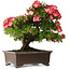 Rhododendron indicum Shuchuka, 55 cm, ± 25 Jahre alt, mit einem Nebari von 19,5 cm
