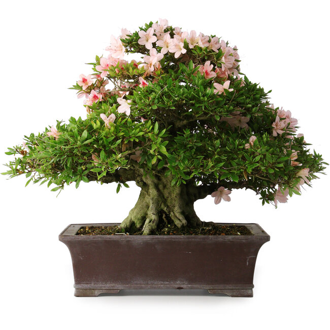 Rhododendron indicum Kouzan, 47,5 cm, ± 30 jaar oud, met een nebari van 22 cm