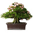 Rhododendron indicum Kouzan, 47,5 cm, ± 30 jaar oud, met een nebari van 22 cm