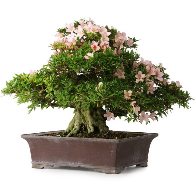 Rhododendron indicum Kouzan, 47,5 cm, ± 30 years old, with a nebari of 22 cm
