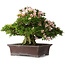 Rhododendron indicum Kouzan, 47,5 cm, ± 30 jaar oud, met een nebari van 22 cm