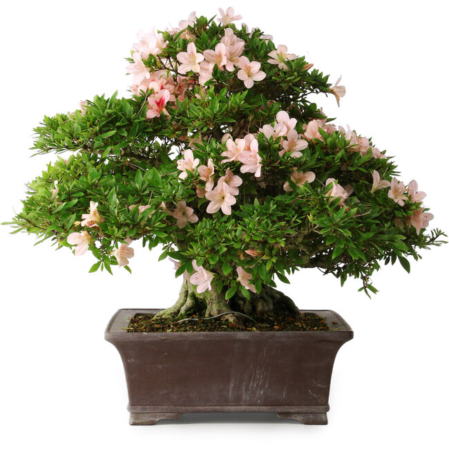 Rhododendron indicum Kouzan, 47,5 cm, ± 30 years old, with a nebari of 22 cm