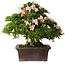 Rhododendron indicum Kouzan, 47,5 cm, ± 30 jaar oud, met een nebari van 22 cm