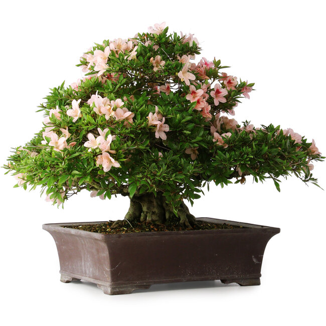 Rhododendron indicum Kouzan, 47,5 cm, ± 30 ans, avec un nebari de 22 cm