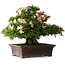 Rhododendron indicum Kouzan, 47,5 cm, ± 30 jaar oud, met een nebari van 22 cm