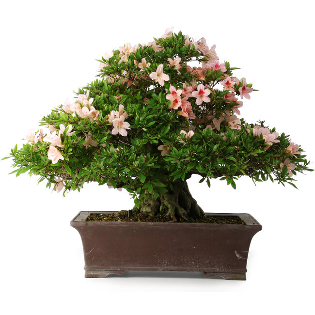 Rhododendron indicum Kouzan, 47,5 cm, ± 30 years old, with a nebari of 22 cm