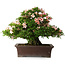 Rhododendron indicum Kouzan, 47,5 cm, ± 30 jaar oud, met een nebari van 22 cm