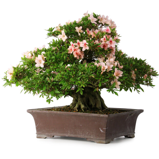 Rhododendron indicum Kouzan, 47,5 cm, ± 30 years old, with a nebari of 22 cm