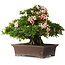 Rhododendron indicum Kouzan, 47,5 cm, ± 30 jaar oud, met een nebari van 22 cm