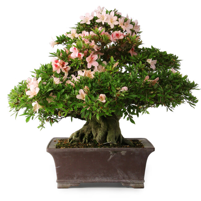 Rhododendron indicum Kouzan, 47,5 cm, ± 30 Jahre alt, mit einem Nebari von 22 cm