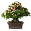 Rhododendron indicum Kouzan, 47,5 cm, ± 30 jaar oud, met een nebari van 22 cm