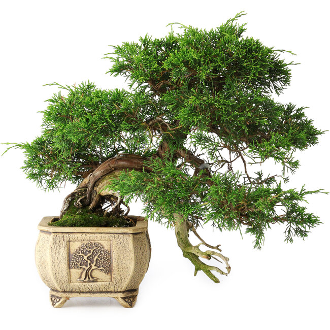 Juniperus chinensis Itoigawa, 31 cm, ± 30 years old
