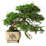 Juniperus chinensis Itoigawa, 31 cm, ± 30 years old