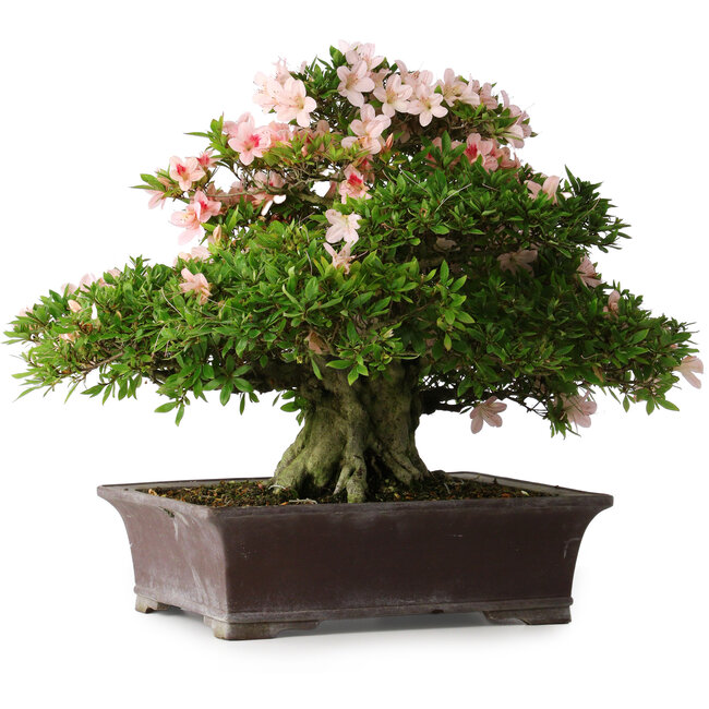 Rhododendron indicum Kouzan, 47,5 cm, ± 30 years old, with a nebari of 22 cm