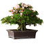 Rhododendron indicum Kouzan, 47,5 cm, ± 30 jaar oud, met een nebari van 22 cm