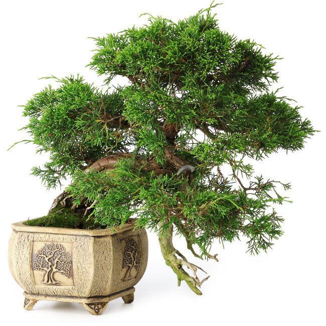 Juniperus chinensis Itoigawa, 31 cm, ± 30 anni