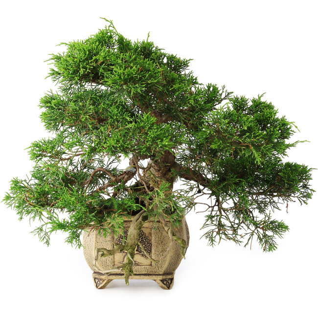Juniperus chinensis Itoigawa, 31 cm, ± 30 años