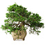 Juniperus chinensis Itoigawa, 31 cm, ± 30 años