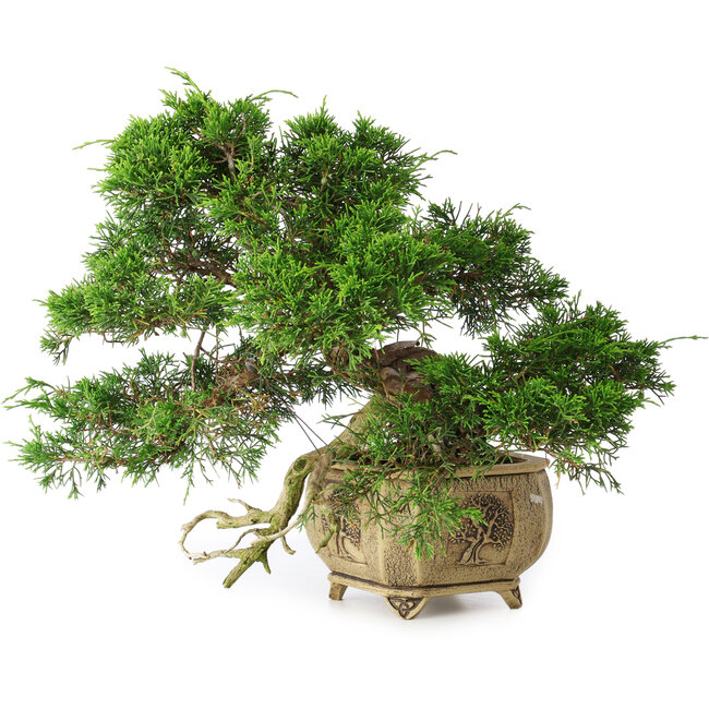 Juniperus chinensis Itoigawa, 31 cm, ± 30 years old
