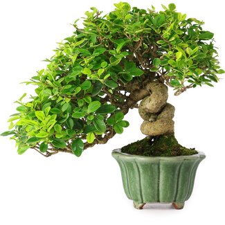 Eime Yozan Ligustro, 20 cm, ± 25 años