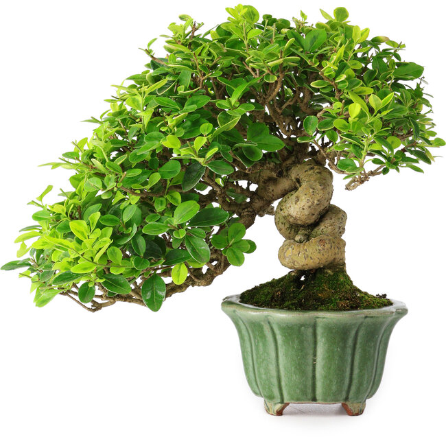 Ligustrum, 20 cm, ± 25 years old, in a handmade Japanese pot by Eime Yozan