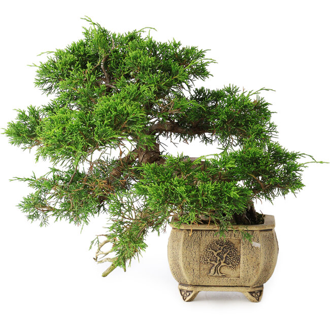 Juniperus chinensis Itoigawa, 31 cm, ± 30 Jahre alt