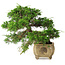 Juniperus chinensis Itoigawa, 31 cm, ± 30 Jahre alt