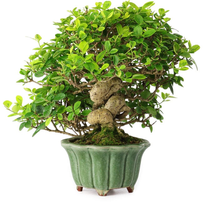 Ligustrum, 20 cm, ± 25 ans, dans un pot japonais fait main par Eime Yozan