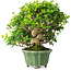 Ligustrum, 20 cm, ± 25 ans, dans un pot japonais fait main par Eime Yozan