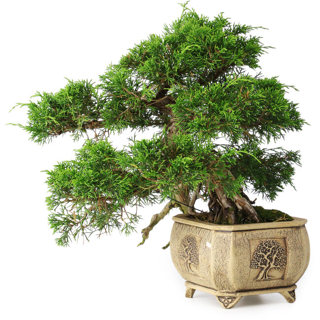 Juniperus chinensis Itoigawa, 31 cm, ± 30 años
